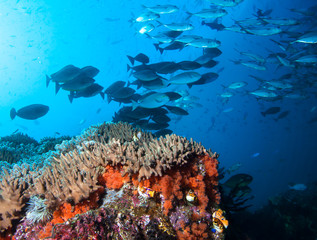 Colorful coral reef and school of fish in Raja Ampat, Indonesia. 