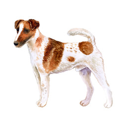 Watercolor closeup portrait of cute Fox Terrier Smooth breed dog isolated on white background. Shorthair small hunting dog posing at dog show. Hand drawn sweet home pet. Greeting card design. Clip art