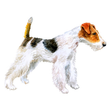 Watercolor closeup portrait of cute wire Fox Terrier breed dog isolated on white background. Shorthair small hunting dog posing at dog show. Hand drawn sweet home pet. Greeting card design. Clip art