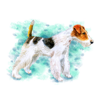 Watercolor closeup portrait of cute wire Fox Terrier breed dog isolated on white background. Shorthair small hunting dog posing at dog show. Hand drawn sweet home pet. Greeting card design. Clip art