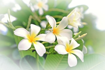 Fototapeta na wymiar Plumeria, white flower