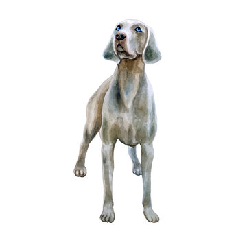Watercolor closeup portrait of cute Weimaraner breed dog isolated on white background. Shorthair smooth large hunting dog posing at dog show. Hand drawn sweet home pet. Greeting card design. Clip art