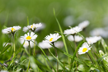 Daisy daisies and wild flowers in the grass