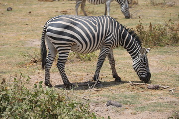 Fototapeta na wymiar Wild Zebra