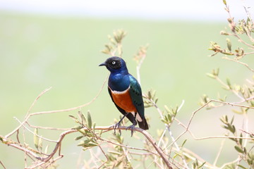 Fototapeta premium Colorful Bird