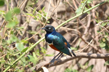 Fototapeta premium Colorful Bird