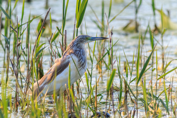 Squacco Heron (Ardeola ralloides)