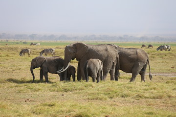 Fototapeta na wymiar Wild Elephants