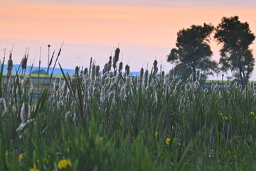 Old open bulrush, Typha latifolia, with reed near water