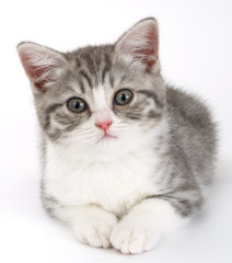 Gray kitten lies on a white background and looking straight ahea