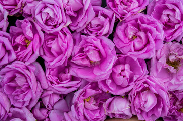 Fototapeta na wymiar Blossoming pink roses, flowers background