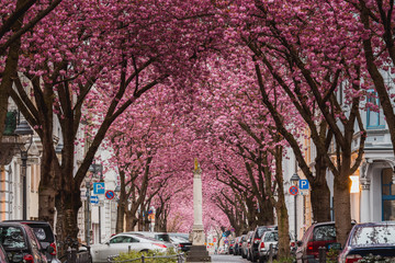Kirschblüte in Bonn am Rhein - obrazy, fototapety, plakaty
