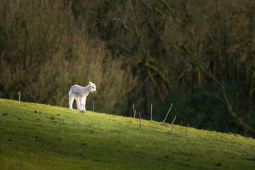 Fototapeta premium One young Lamb in field lit with fresh Spring sunlight with copy space.