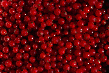 Red currants as a background 