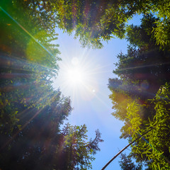 The tops of the trees on the background of clear sky and sun beams