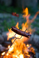 Grilling sausages over a campfire 