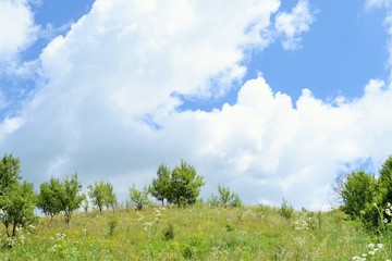 Obraz premium Hilly landscape full of herbs and a blue sky