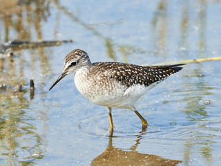 Wood Sandpiper (Tringa glareola)