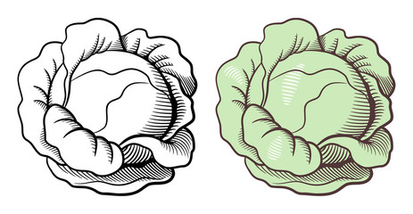 Stylized illustration of cabbage. Vector, isolated on white. Outline and colored version