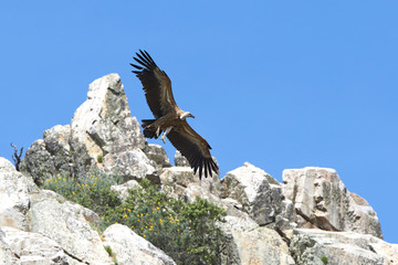 Griffon vulture (Gyps fulvus)
