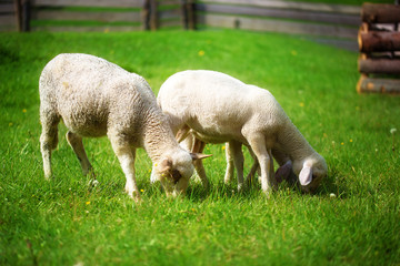 Naklejka na ściany i meble Little lambs grazing on a beautiful green meadow with dandelion.