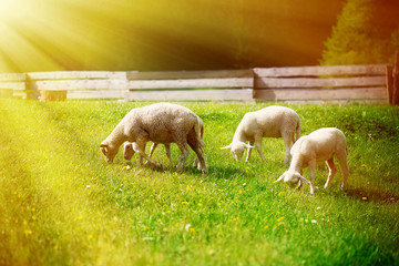 Little lambs grazing on a beautiful green meadow with dandelion.