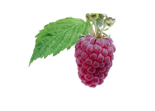 Ripe berry red raspberry with leaf on the branch.