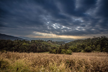 Obraz premium Scene of yellow field with mountain and dramatic cloudy sun light shading sky.