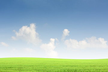 Fototapeta na wymiar Background green grass and blue sky