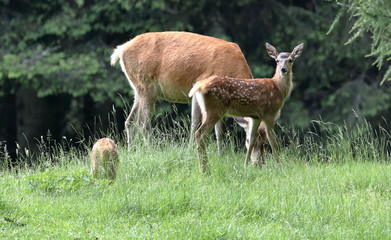 deer in the woods