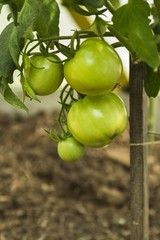 green tomatoes on tomato tree