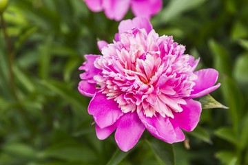 Obraz premium Pink peony flower