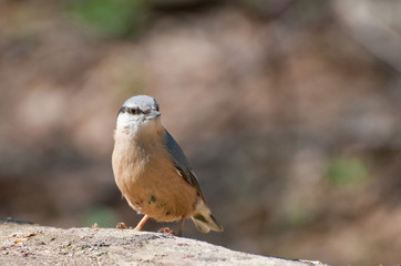 Nuthatch