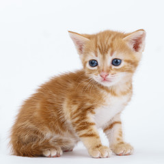 Auburn striped kitten sits on a white background.