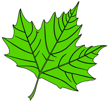 sycamore,(Platanus acerifolia )