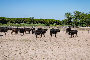 Fototapeta na wymiar Les taureaux noirs camarguais dans l'enclos