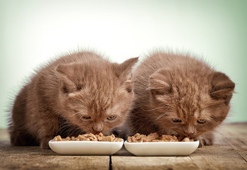 kitten eating cats food