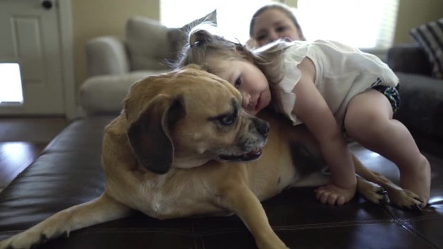 Patient kid-friendly family dog is gentle and tolerant of affection from playful toddler.