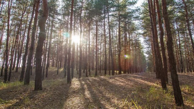 beautiful shade a pine forest at sunset  , timelapse