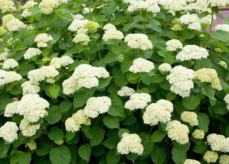 white hydrangea bushes
