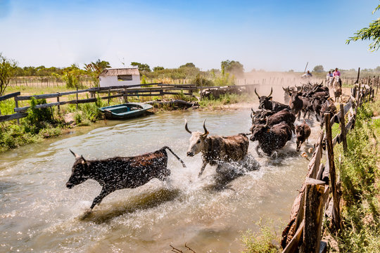 Les taureaux noirs camarguais traversant la rivi&egrave;re