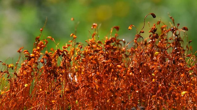 Common brown haircap moss (Polytrichum commune) slow moving after rain, covered with water drops over green, real time looks like time lapse effect, close up