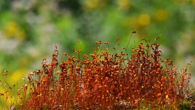 Common brown haircap moss (Polytrichum commune) moving fast after rain, covered with water drops over green, real time looks like time lapse effect, close up