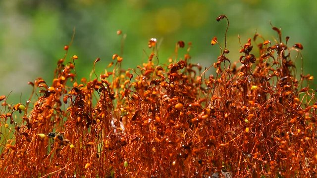 Common brown haircap moss (Polytrichum commune) slow moving after rain, covered with water drops over green with bug insect crawling, real time, close up