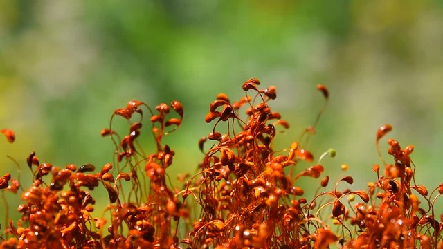 Common brown haircap moss (Polytrichum commune) slow moving after rain, covered with water drops over green, real time looks like time lapse effect, close up