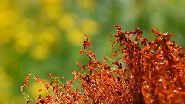 Common brown haircap moss (Polytrichum commune) slow moving after rain, covered with water drops over green, real time looks like time lapse effect, close up