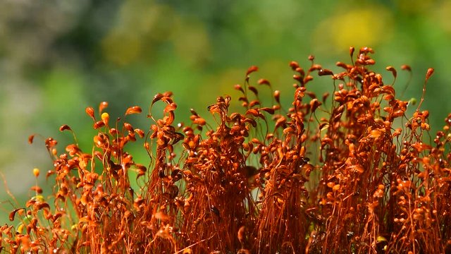 Common brown haircap moss (Polytrichum commune) moving fast after rain, covered with water drops over green, real time looks like time lapse effect, close up