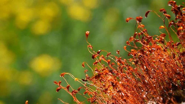Common brown haircap moss (Polytrichum commune) moving fast after rain, covered with water drops over green, real time looks like time lapse effect, close up