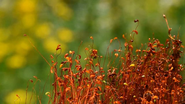 Common brown haircap moss (Polytrichum commune) moving fast after rain, covered with water drops over green, real time looks like time lapse effect, close up