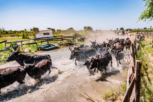Les taureaux noirs camarguais traversant la rivi&egrave;re